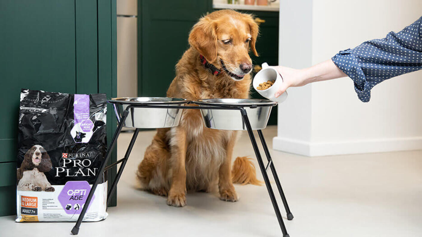 Brown dog is being given dog food.